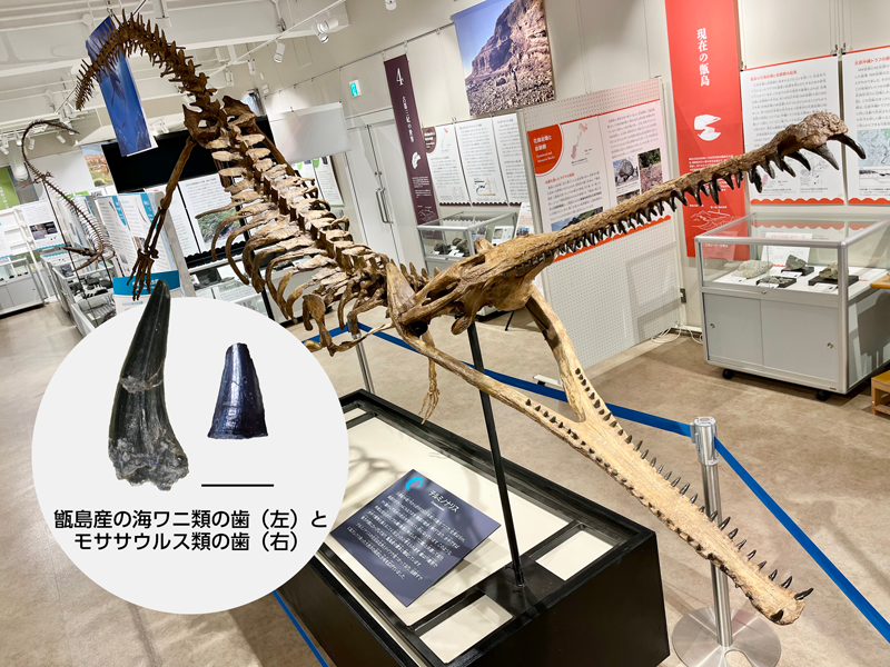 海ワニ類テルミノナリスの標本