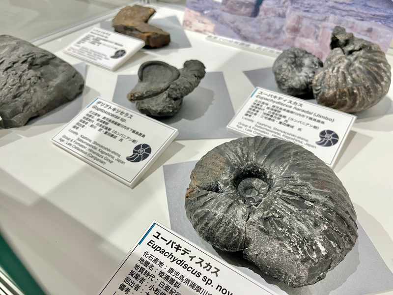 甑島産のアンモナイト