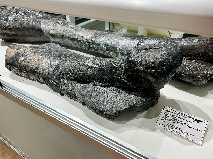 上甑島産のハドロサウルス類の大腿骨