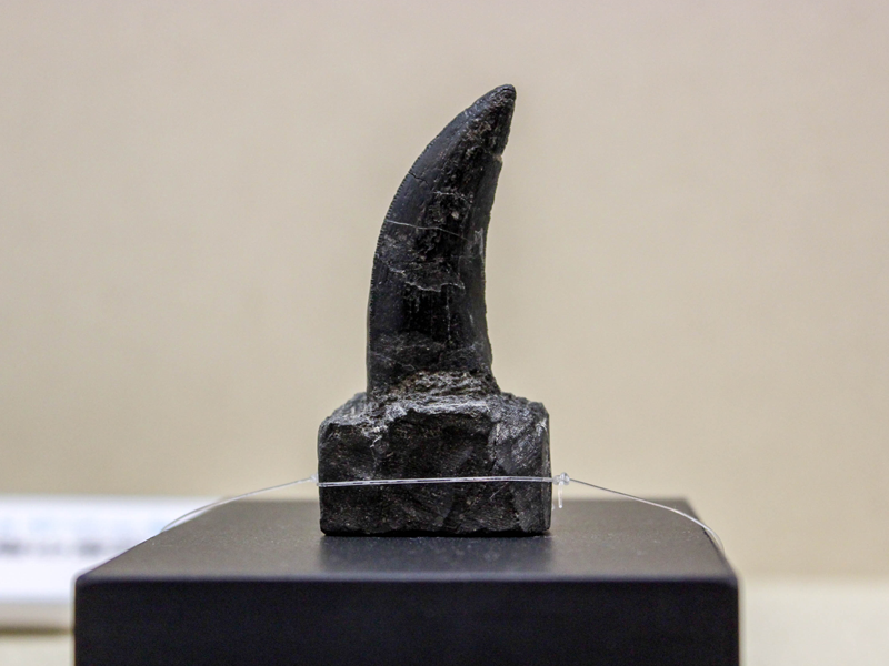 獣脚類の歯（蓮見標本）