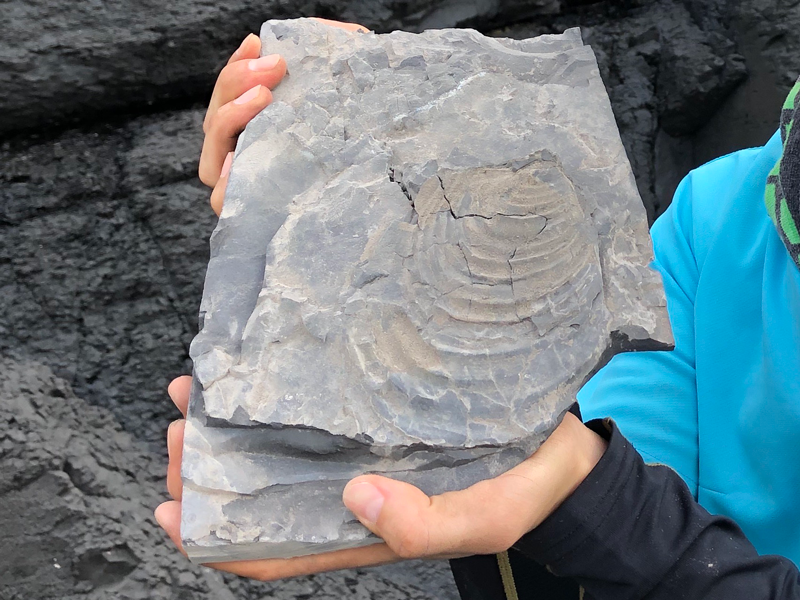 甑島産イノセラムス